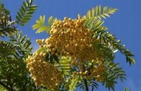 JARZĘBINA kolumnowa żółta szczepiona jadalna - sadzonki 100 / 120 cm