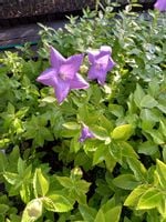 Platykodon niebieski sadzonka skalniak rabata