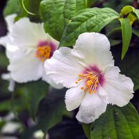 Jaśminowiec wonny BELLE ETOILE Pachnący Biały z plamką Niewysoki Sadzonki