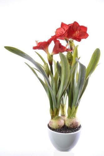 Amarylis drzewko na Arena.pl