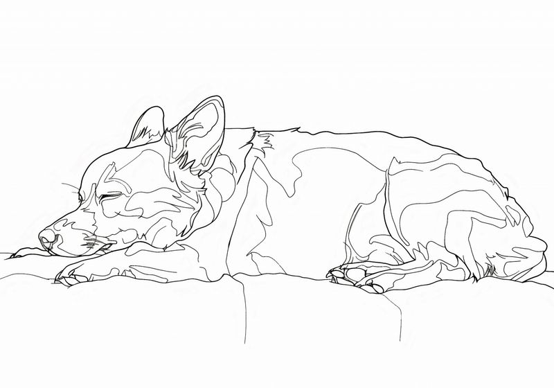 Plakat 66,5x46,5cm Śpiący Psiak zdjęcie 1