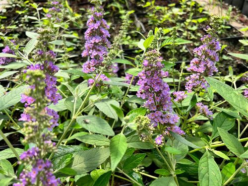 Budleja Dawida 'Lavender Cupcake' (Buddleja davidii) Doniczka 2.0L na Arena.pl