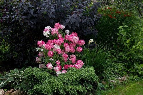 Hortensja bukietowa 'Diamant Rouge' (Hydrangea paniculata) Doniczka 1.0L na Arena.pl