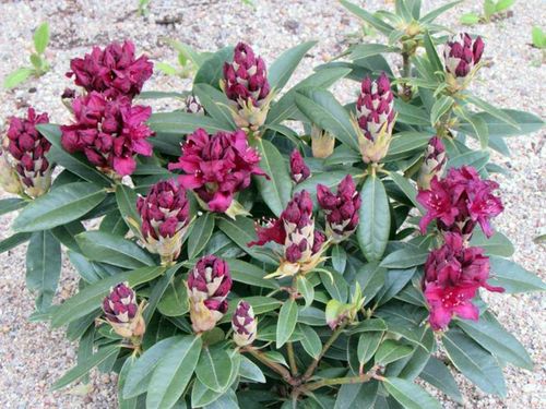 Różanecznik Kali C3 E na Arena.pl