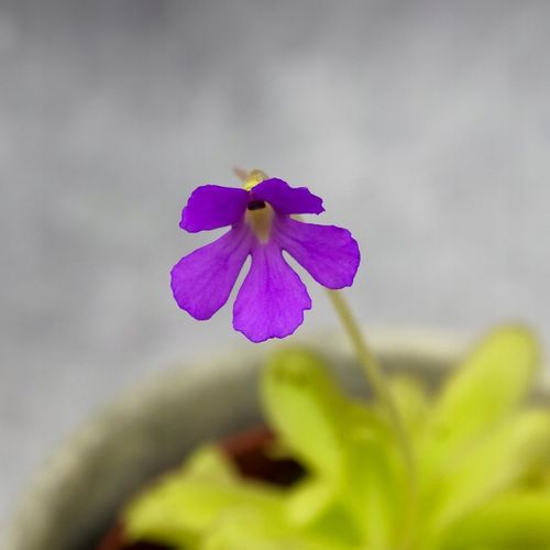 Pinguicula Tłustosz "TINA" idealny na ziemiórki, muszki owocówki itp. na Arena.pl