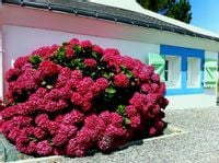 Hortensja ogrodowa JULISA INTENSYWNA CZERWIEŃ