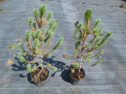 Sosna pinia pinus pinea 60-80cm C2 na Arena.pl