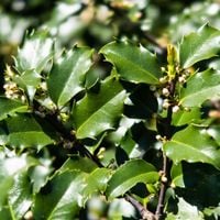 Ostrokrzew Meservy BLUE PRINCE Męski Zimozielony żywopłot Sadzonki 2L