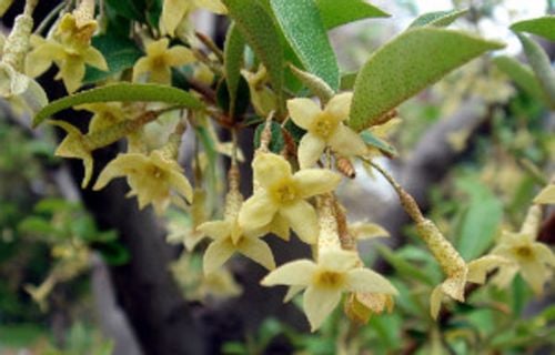 OLIWNIK WIELOKWIATOWY - sadzonki w doniczkach na Arena.pl