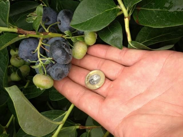 Mikoryza do BORÓWEK, JAGÓD i Wrzosowatych 250ml zdjęcie 2