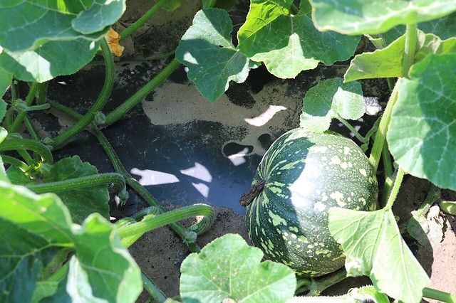 BioCover Materiał do Ściółkowania 1x20m | Ekologiczny i Biodegradowalny zdjęcie 8