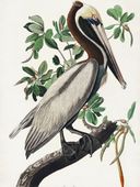 Plakat 60x80cm Pelikan Brunatny, J.J.Audubon, Vintage do Salonu