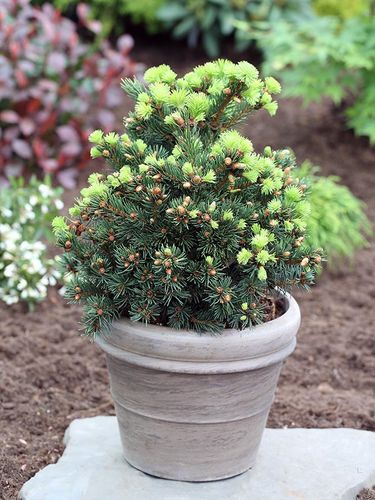 Świerk Lucky Strike P9 na Arena.pl