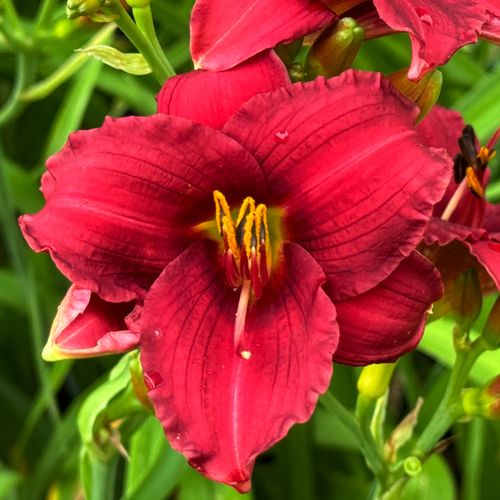Liliowiec 'Siloam Red Toy' Czerwony Różowy (Hemerocallis) Doniczka 2.0L na Arena.pl