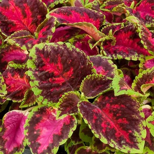 ZESTAW do uprawy na PREZENT Koleusy Pokrzywki "JUŻ WYSIANE" nasiona na Arena.pl