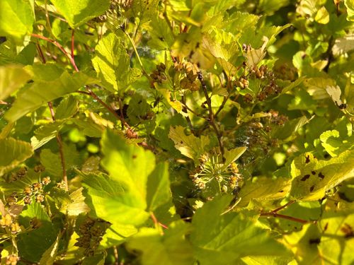 Pęcherznica kalinolistna 'Nugget' (Physocarpus opulifolius) Doniczka 2.0L na Arena.pl