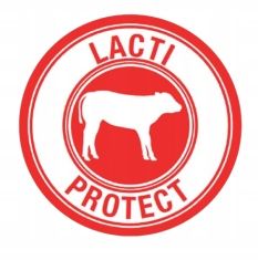 BASIC MILK preparat mlekozastępczy dla cieląt na Arena.pl