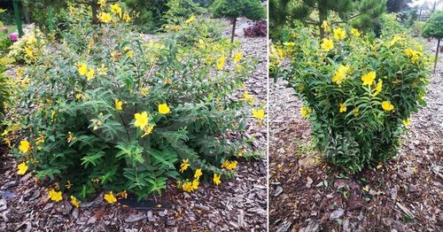 Podpora Obejma 10szt do Kwiatów Hortensji Ring Podpory Roślin Pędów Czarna na Arena.pl