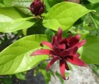 KIELICHOWIEC WONNY - sadzonki w doniczkach