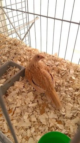 Bezpyłowe trociny ProBioBED ANTYBAKTERIA dla koni drobiu gryzoni 15kg 550l na Arena.pl