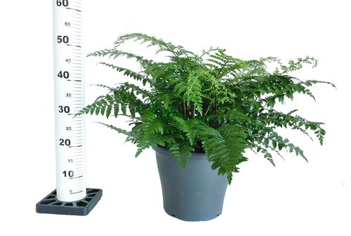 ASPLENIUM PARVATI paproć  55 cm na Arena.pl