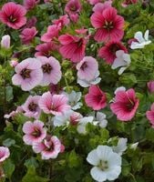 NASIONA Kwiatów Malope Mieszanka Mix 2g Kwiaty 380003