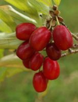 DEREŃ JADALNY AUREA - sadzonki w doniczkach !