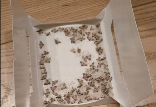 5szt Silna Pułapka na Mole Kuchenne Spożywcze Feromony Lep na Mole na Arena.pl