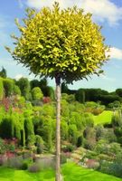 LIGUSTER żółty na pniu AUREUM - sadzonki 70 / 80 cm
