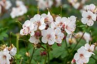 Bodziszek korzeniasty Geranimo White - Geranium macrorrhizum