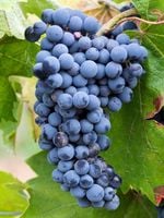 Winorośl 'Marechal Foch' (Vitis) w doniczkach P11, wysokość 50-70 cm