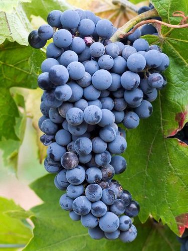 Winorośl 'Marechal Foch' (Vitis) w doniczkach P11, wysokość 50-70 cm na Arena.pl