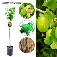 Agrest bezkolcowy NA PNIU zielony słodkie owoce 80-120 cm