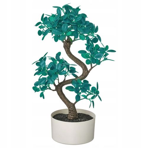 ZESTAW DO UPRAWY EUKALIPTUS SREBRNY DRZEWKO BONSAI NASIONA 5 SZT WIELOLETNI na Arena.pl