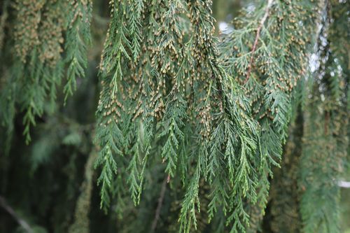 Cyprysik nutkajski 'Pendula' 80-100cm Poj 7.5L (Chamaecyparis nootkatensis) na Arena.pl