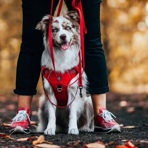MOCNE SZELKI GUARD dla psa ALASKA odblask red M na Arena.pl