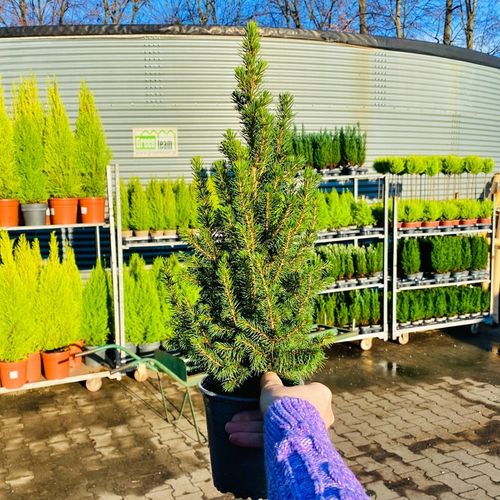 ŚWIERK CONICA ŁADNA CHOINECZKA DO DOMU I OGRODU CAŁOROCZNA SADZONKA W DONIC na Arena.pl