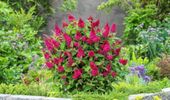 BUDLEJA BUTTERFLY CANDY LITTLE RUBY - sadzonki w doniczkach