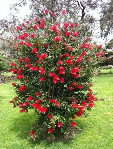 KUFLIK CYTRYNOWY - sadzonki w doniczkach zdjęcie 1