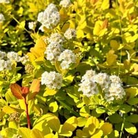 Tawuła brzozolistna 'Tor Gold' Złota Na Obwódki (Spiraea betulifolia)