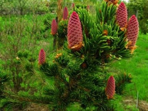 Świerk kłujący LUCKY STRIKE Czerwone szyszki Duże sadzonki C4 na Arena.pl