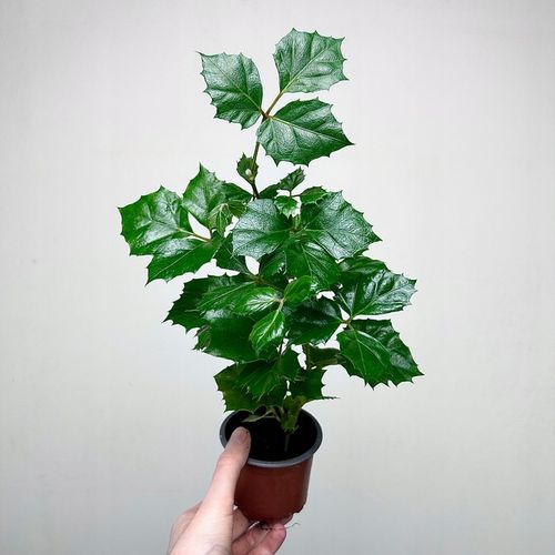 CISSUS ROMBOLISTNY don.9cm na Arena.pl