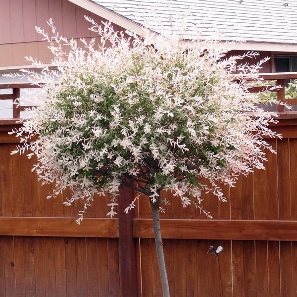 Wierzba Hakuro szczepiona na pniu PAKIET 5 SZTUK sadzonki - 130 cm ...