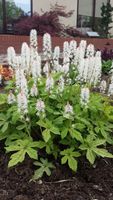 Tiarella Spring Symphony - Tiarella