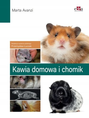 Kawia domowa i chomik na Arena.pl