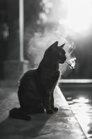 Plakat 30x45cm Kocia Przerwa