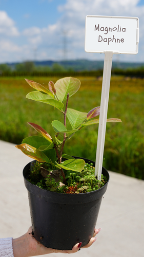 Magnolia Żółta Daphne w Doniczce 3L do Ogrodu na Arena.pl