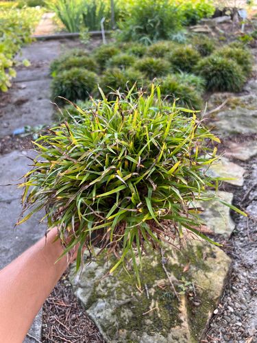 Kosmatka owłosiona 'Igel' (Luzula pilosa 'Igel') na Arena.pl