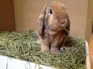 SIANO DLA GRYZONI KRÓLIKA ŚWINKI MORSKIEJ ŚWIERZE PACHNĄCE DUŻO 2kg na Arena.pl