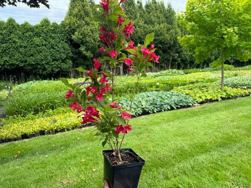 Krzewuszka cudowna 'Red Prince' (Weigela florida) Doniczka 2.0L na Arena.pl